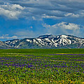 Field of Wildflowers