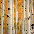 Aspens in Autumn
