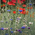 Wildflowers Alongside the Fence